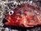 Σκορπίδι  -  Small Rockfish