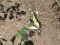 Papilio machaon  [Swallowtail]