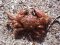 Pilumnus hirtellus [European Hairy Crab]
