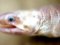 Σπανό Φιδόχελο - Armless Snake-eel