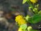 Macroglossum stellatarum [Hummingbird Hawk Moth] 