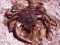 Μαλλιοκάβουρας  -  Spiny Spider Crab 
