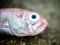 Κορδέλα  -  Red Bandfish 