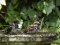 Αρσενικά σπουργίτια στο μπανάκι  -  Male House Sparrows bathing