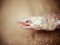 Σπανό Φιδόχελο - Armless Snake-eel