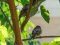 Χωραφοσπουργίτες  -  Spanish Sparrows  