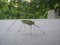 Meconema thalassinum [Oak Bush-cricket] 