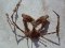 Macropodia longinostris  [Spider Crab]
