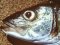 Λαβράκι - Common Sea-Bass