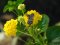 Macroglossum stellatarum [Hummingbird Hawk Moth]