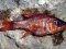 Καρδινάλιος - Cardinal Fish