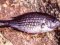 Καλογριά Mαύρη  -  Damsel Fish     