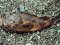 Γατσός - Brown Scorpionfish