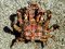 Lissa chiragra  [Red Spider Crab]