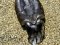 Σουπιά  -  Common Cuttlefish