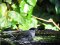 Μαυροσκούφης (αρσενικός) - Blackcap (male)