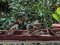 Σπουργίτια - House sparrows