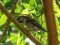 Χωραφοσπουργίτης  -  Spanish Sparrow