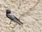 Χελιδόνι - Barn Swallow