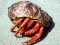 Στρουμπάρι&nbsp; -&nbsp; Hermit Crab