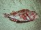 Σκορπίδι  -  Small Rockfish 