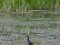 Κορμοράνος  -  Cormorant