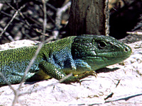 Green-Lizard-Lacerta-viridis 200x150