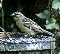 Sparrow-like 200x180