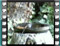 sardinian warbler female young water